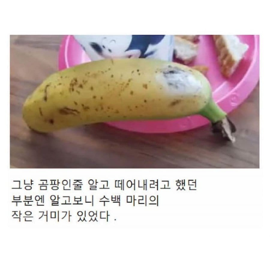 바나나 껍질에 이거 보이면 바로 버려야함