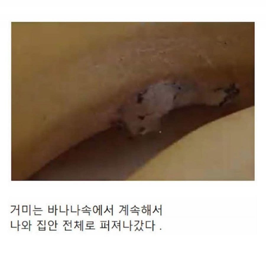 바나나 껍질에 이거 보이면 바로 버려야함