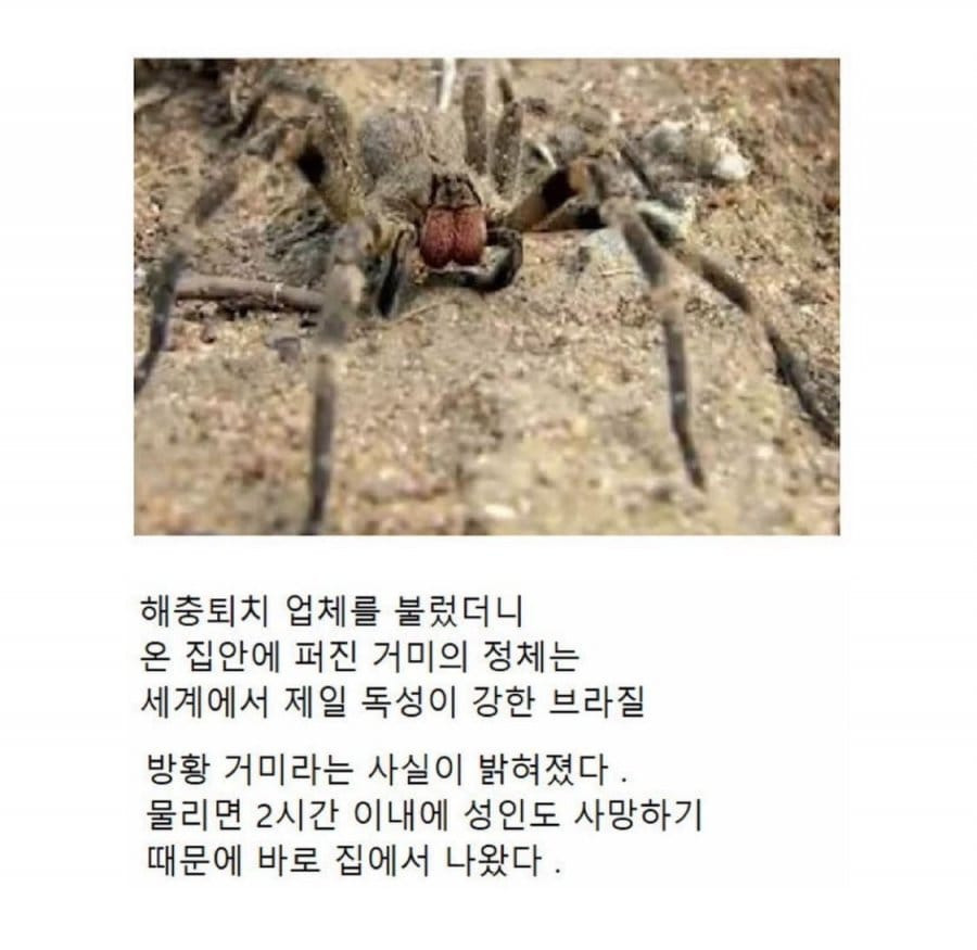 바나나 껍질에 이거 보이면 바로 버려야함