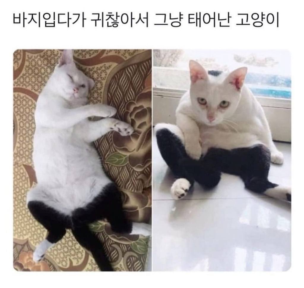 바지입다가 귀찮아서 그냥 태어난 고양이