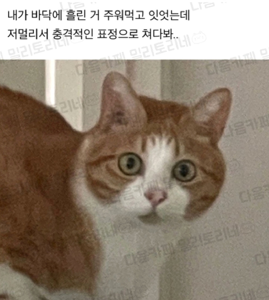 혹시.. 고양이도 더러운게 뭔지 알아..?