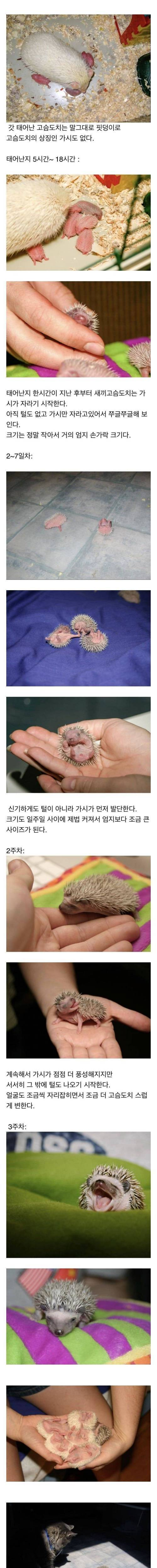 점점 커지는 똥싸는 선인장.jpg