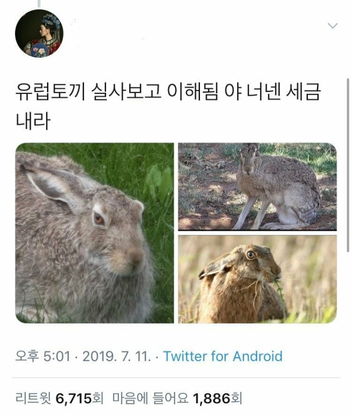 옛날 유럽인들의 토끼 그림이 이상했던 이유.jpg
