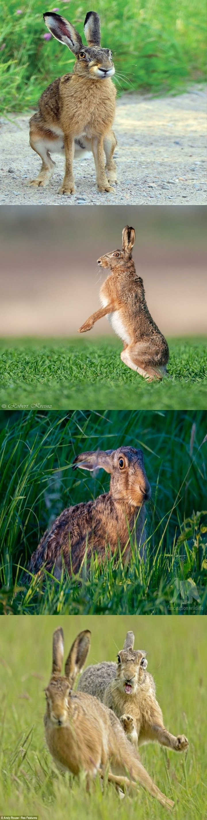 옛날 유럽인들의 토끼 그림이 이상했던 이유.jpg