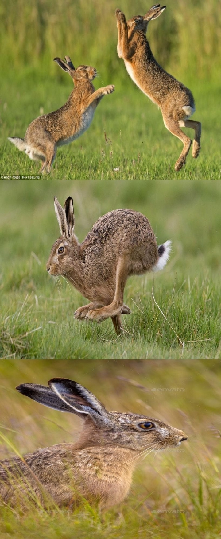 옛날 유럽인들의 토끼 그림이 이상했던 이유.jpg
