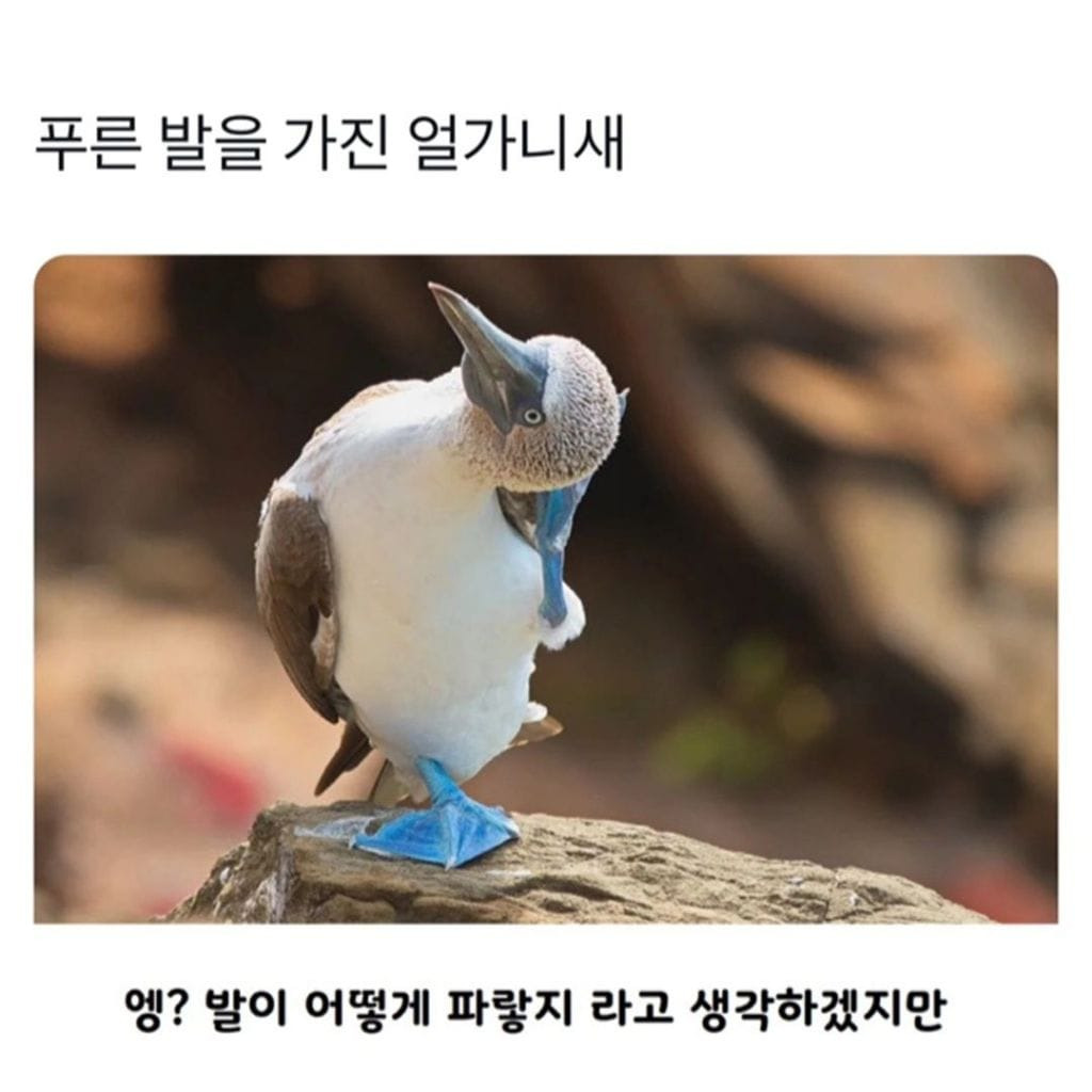 파란 발 새를 본적 있나요?