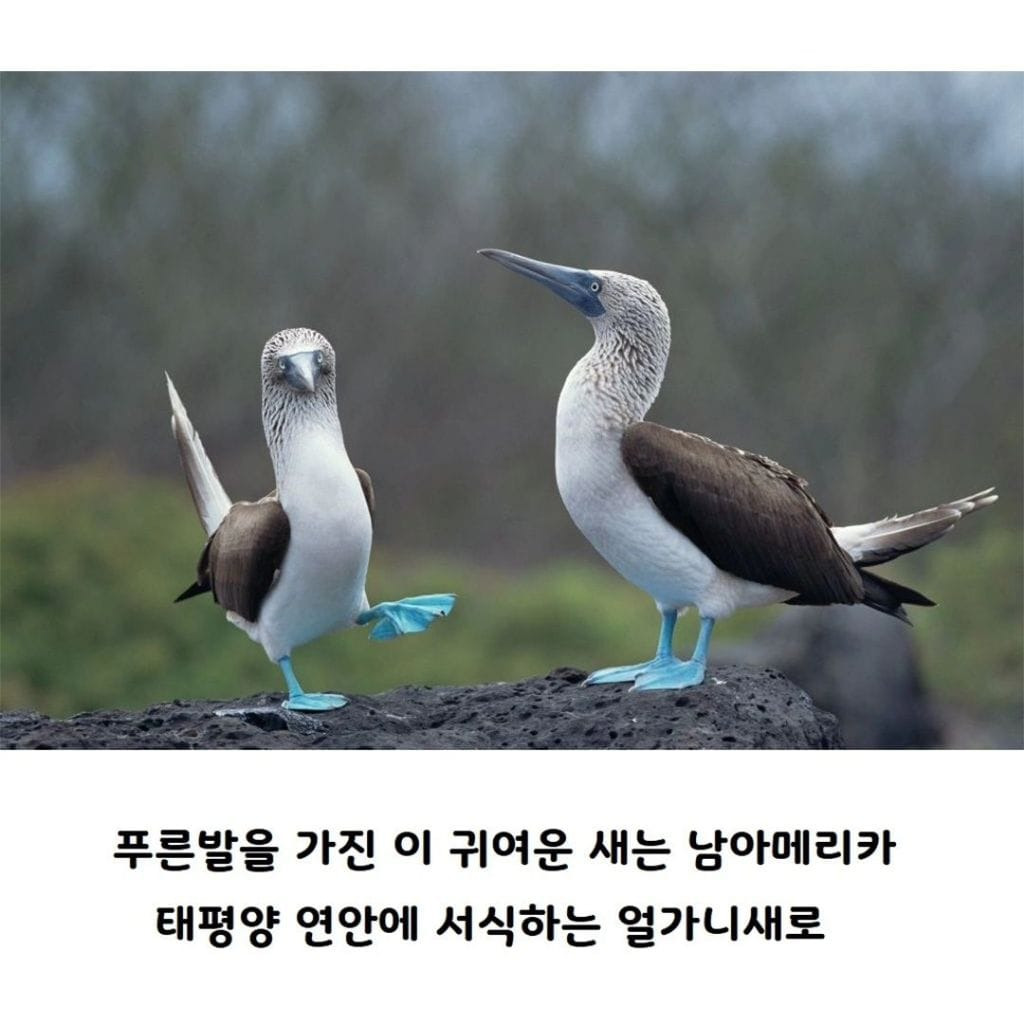 파란 발 새를 본적 있나요?