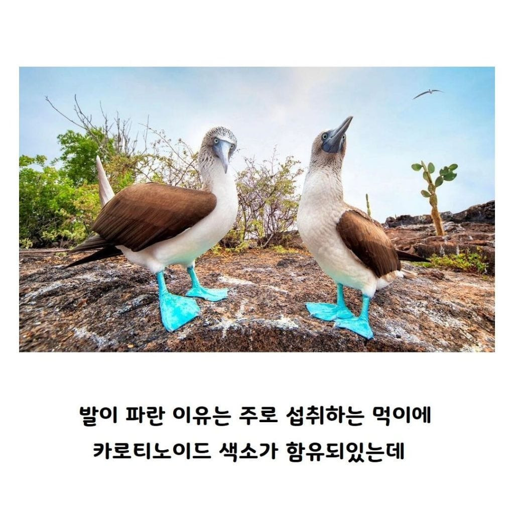 파란 발 새를 본적 있나요?