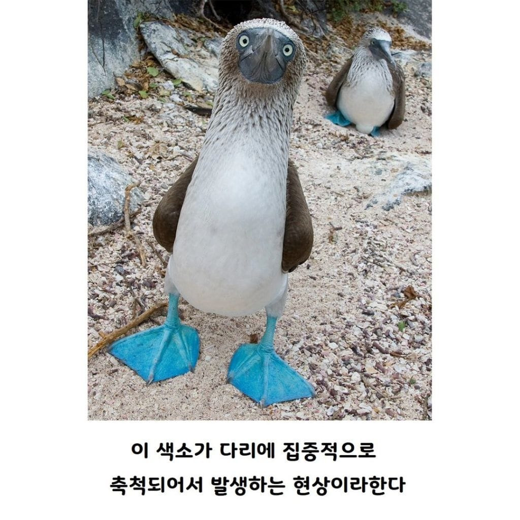 파란 발 새를 본적 있나요?