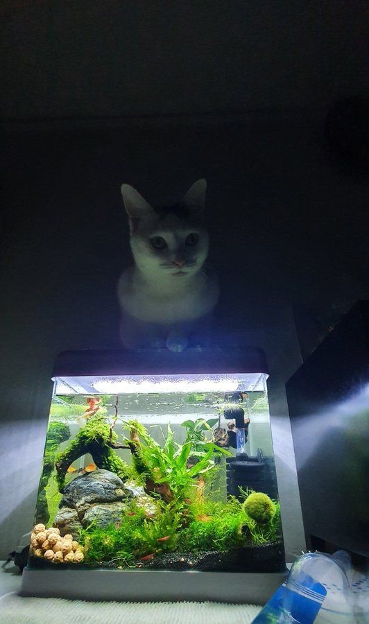 집에 어항있는 사람들은 밤에 어항불을 꺼놔야 하는 이유