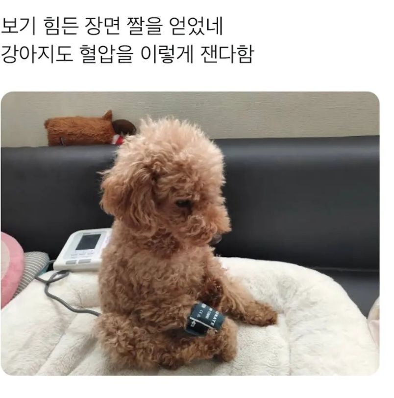 강아지 혈압 측정하는 모습.