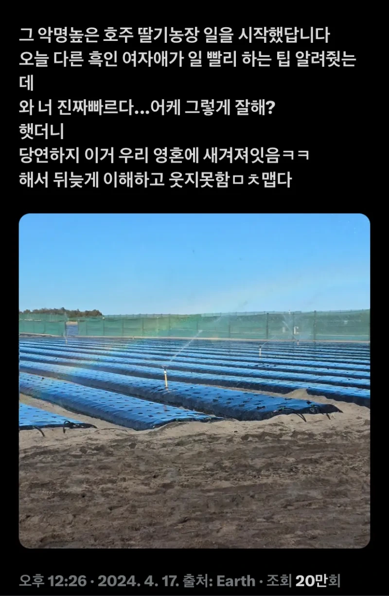 호주의 딸기 농장에서 일하게 된 트위터인