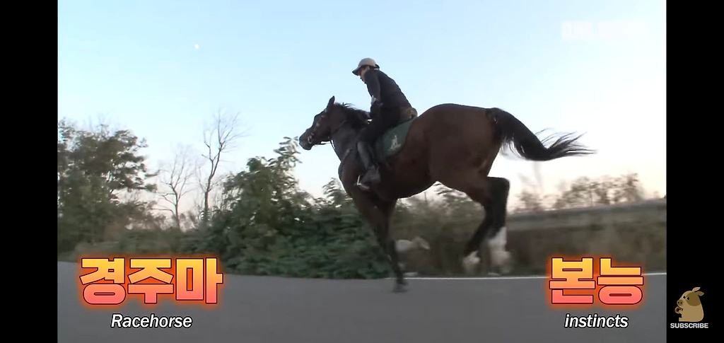 보더콜리와 산책을 해서 인간이 이길 수 있는 방법