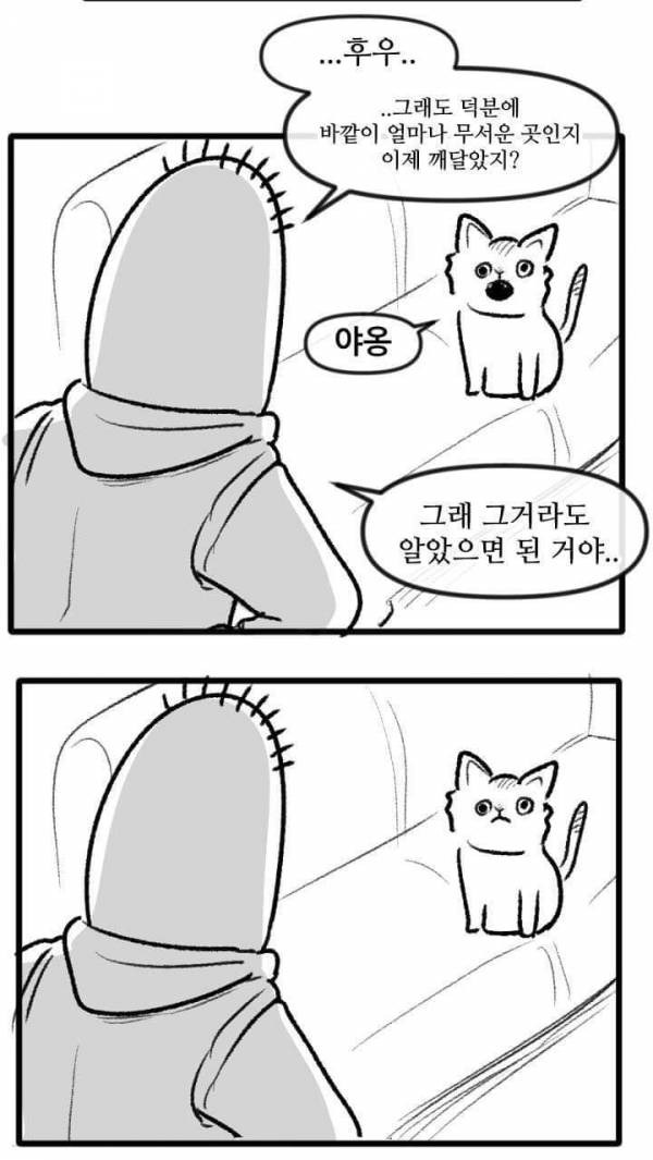 산책 가고 싶은 고양이 manhwa