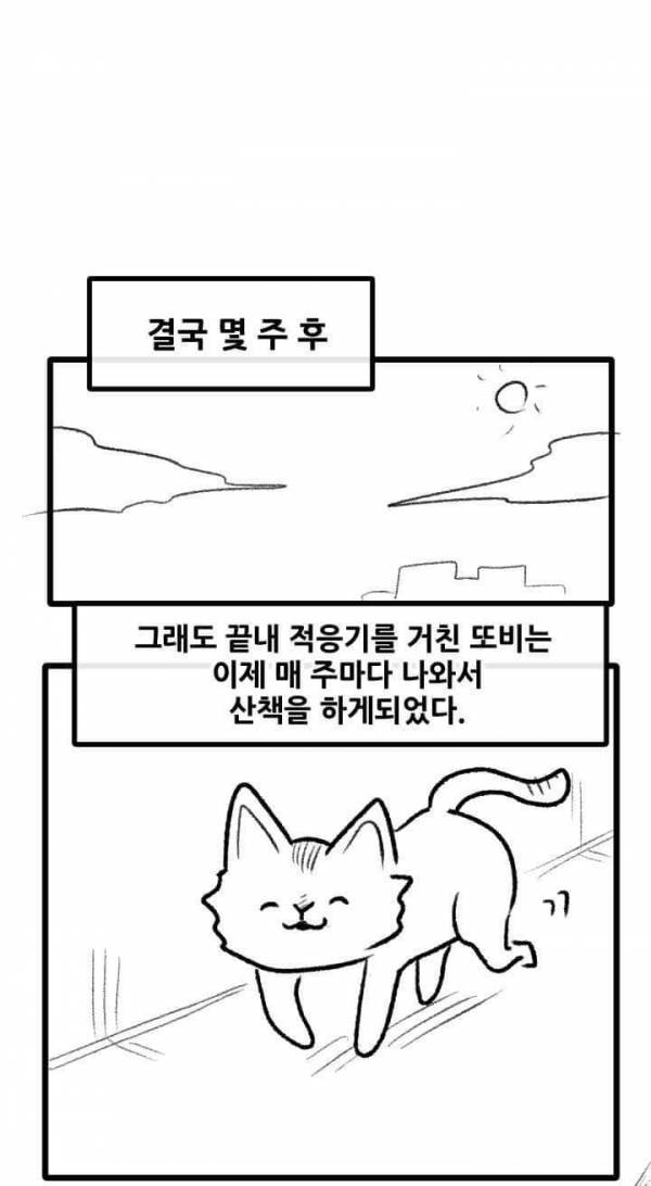 산책 가고 싶은 고양이 manhwa