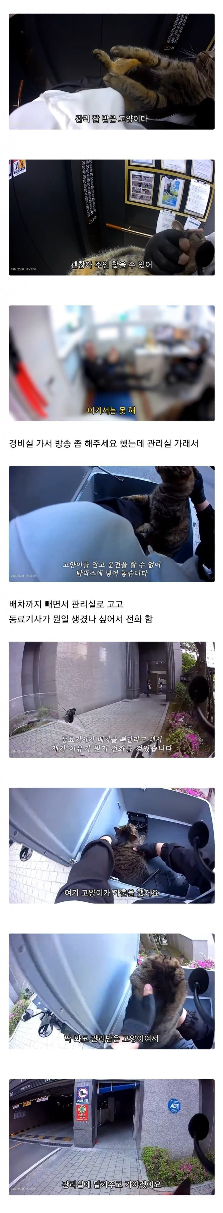 가출한 고양이를 만난 배달기사의 행동.jpg