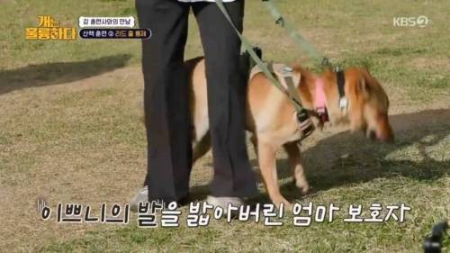 헬스트레이너 강형욱.jpg