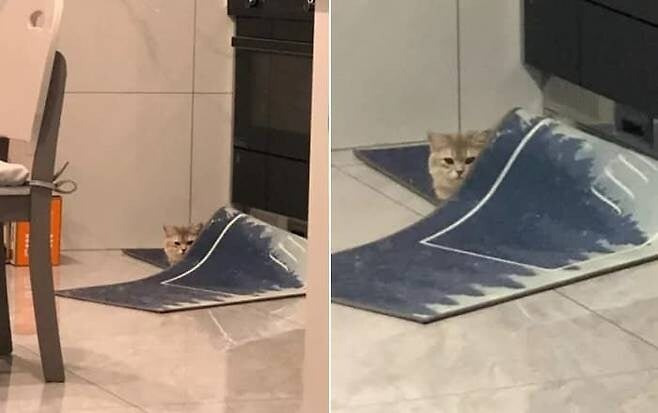 에어컨 끄는 것 깜빡 잊고 외출 나갔다 집에 돌아온 집사가 ...