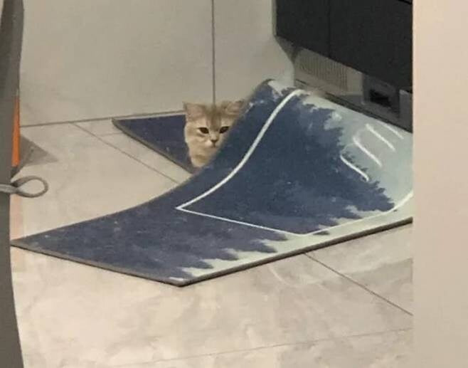 에어컨 끄는 것 깜빡 잊고 외출 나갔다 집에 돌아온 집사가 ...