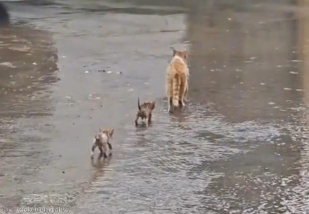 자기 자식 알아보지 못하는 고양이