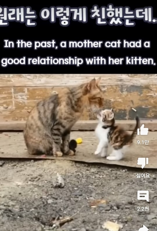 자기 자식 알아보지 못하는 고양이