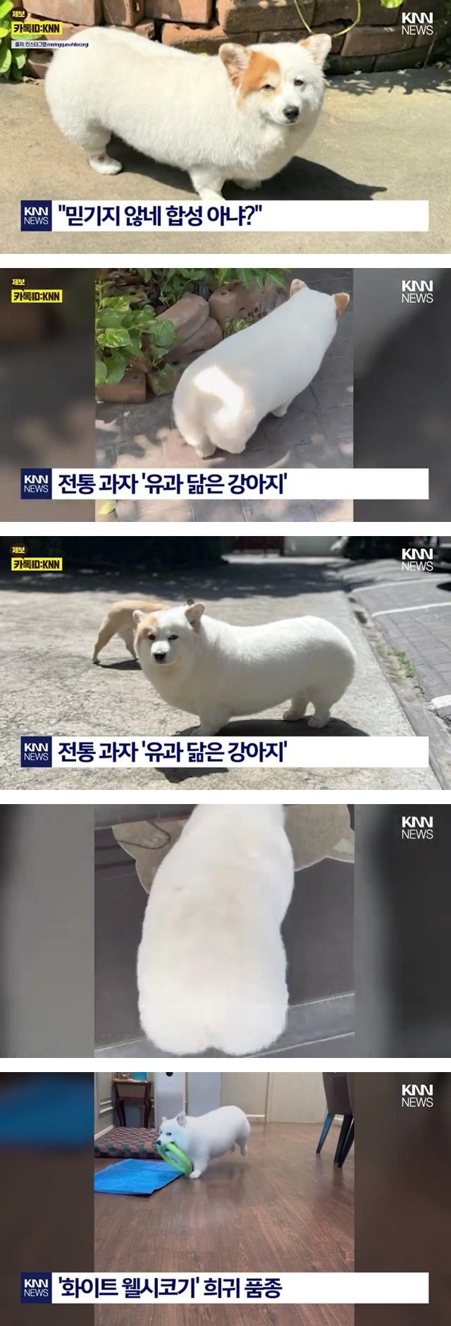 유과를 닮았네