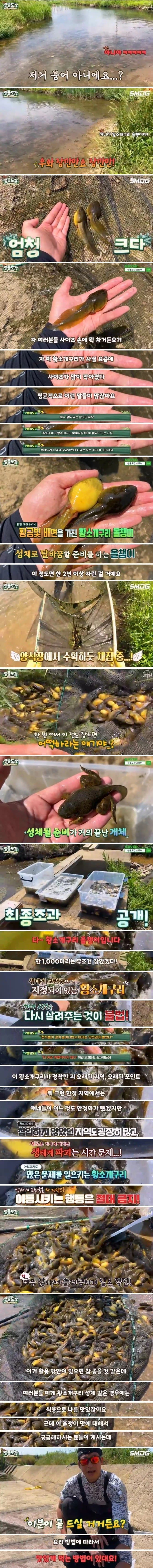 이렇게 많은 황소개구리 올챙이떼는 처음 본다고 말하는 유…