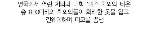 영국에서 열린 예쁘고 우아한 800마리 치와와 대회.jpg