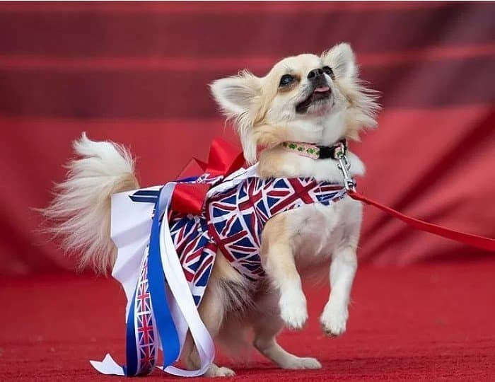 영국에서 열린 예쁘고 우아한 800마리 치와와 대회.jpg