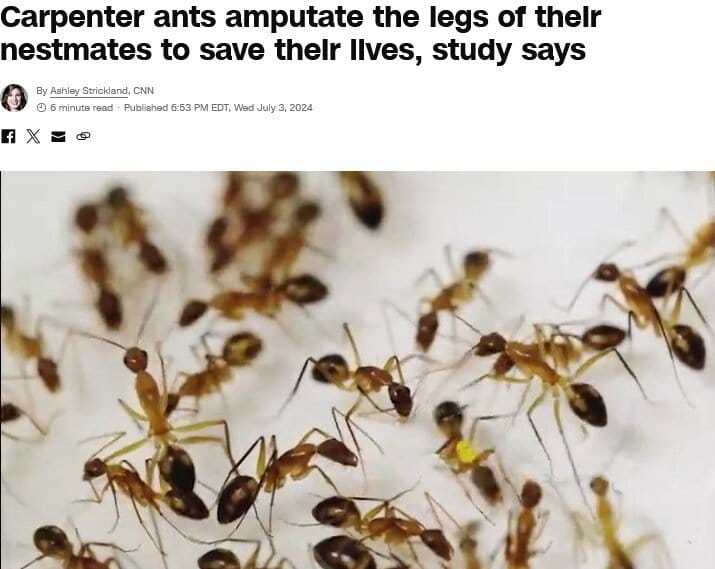 개미 최신 근황 외과 수술을 하는 개미 발견