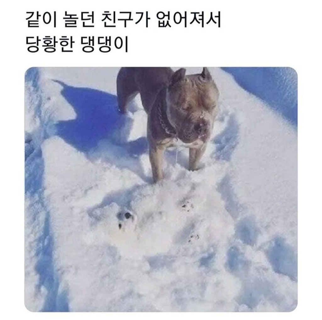 같이 놀던 친구가 없어져 당황한 댕댕씨