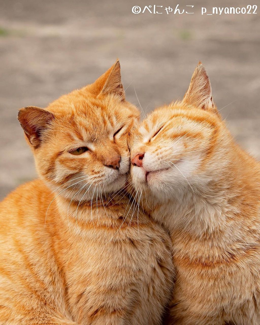 부부끼리 같이 산책하는 일본 섬고양이들.jpg