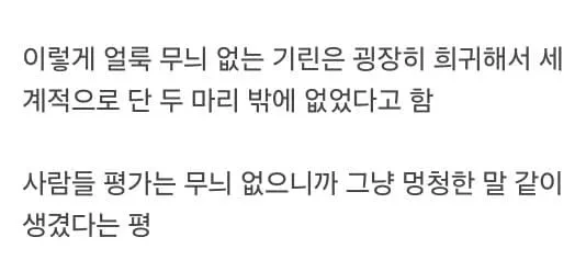 희귀한 기린