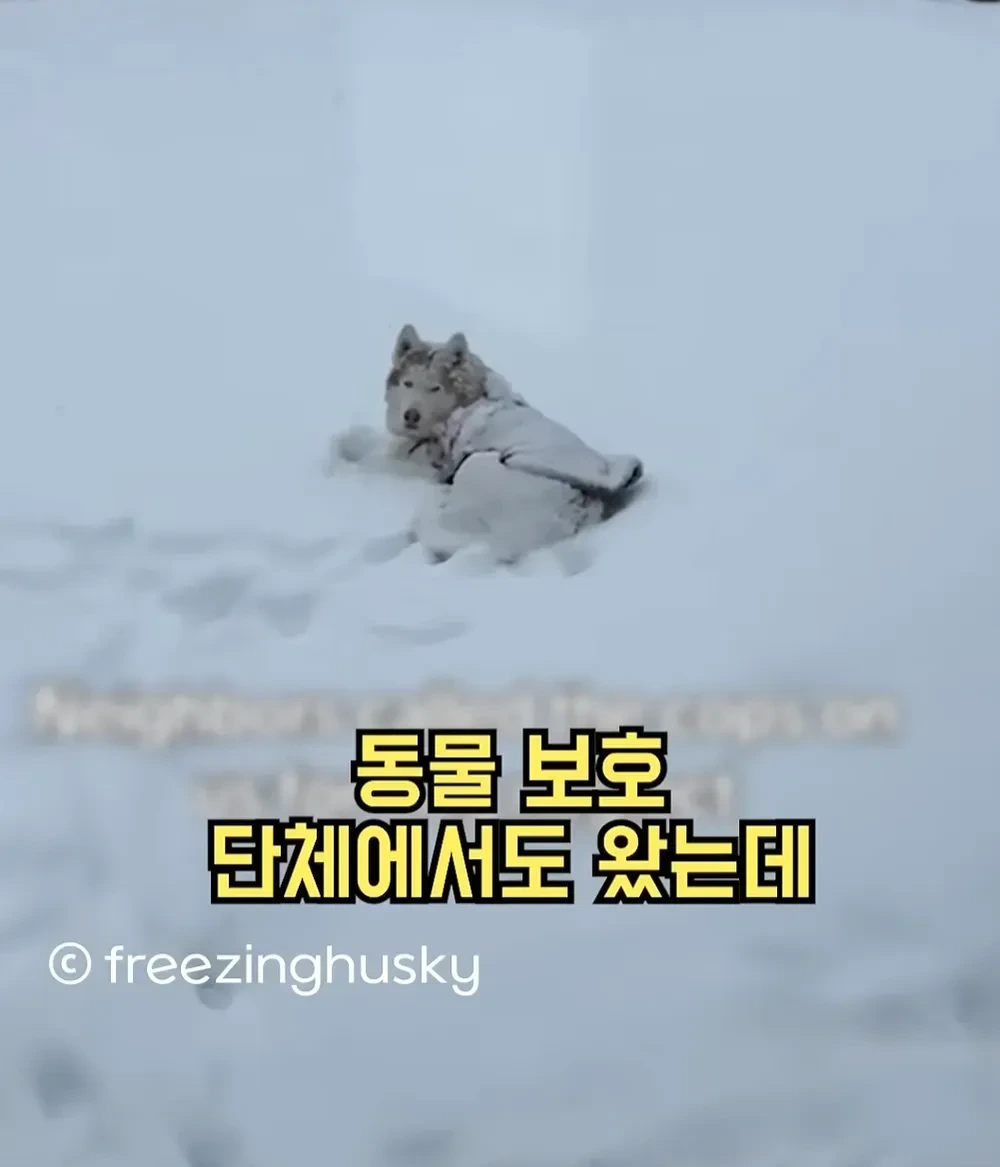한겨울에 개를 밖에 놔뒀다고 신고당함