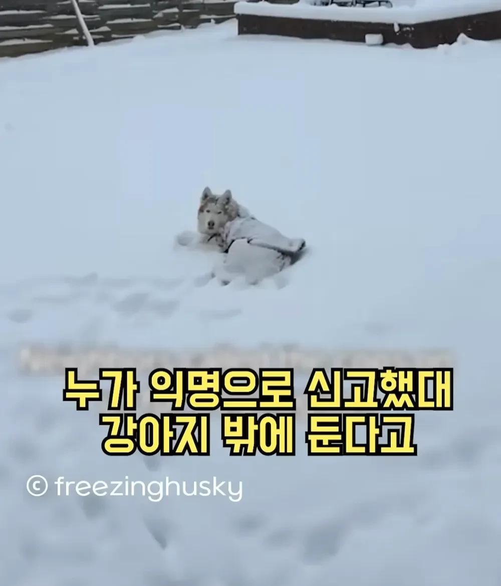 한겨울에 개를 밖에 놔뒀다고 신고당함