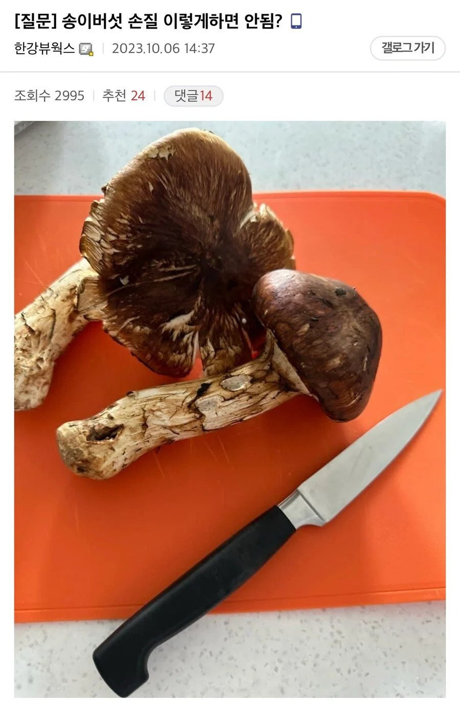 송이버섯 처음 손질해본 사람