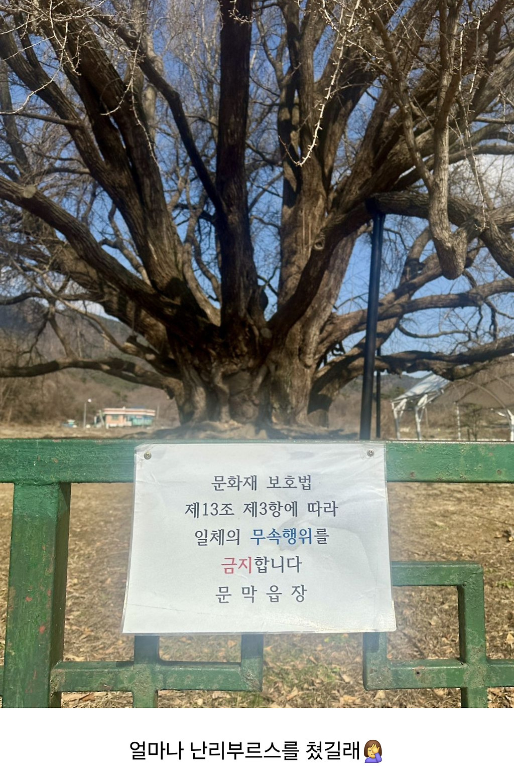 나무가 너무 영험하게 생겨서 붙여진 경고문