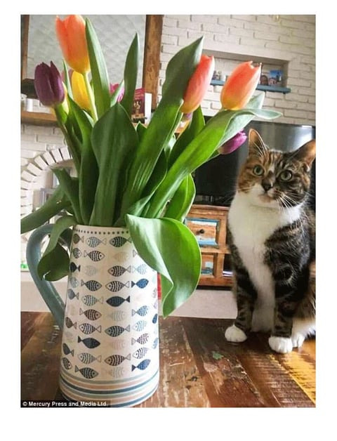 주인의 무지로 죽은 고양이.jpg