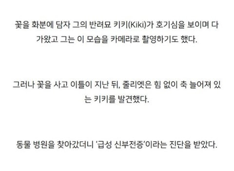 주인의 무지로 죽은 고양이.jpg