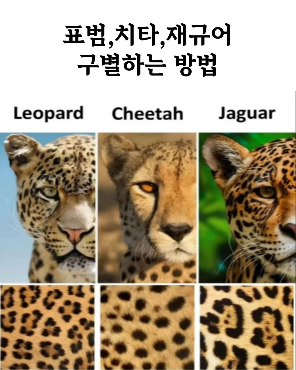 표범,치타,재규어 구별하는 방법