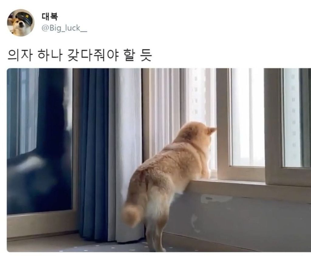 사색을 즐기는 댕댕이.jpg