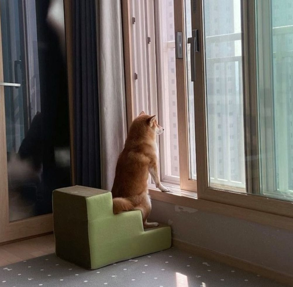 사색을 즐기는 댕댕이.jpg