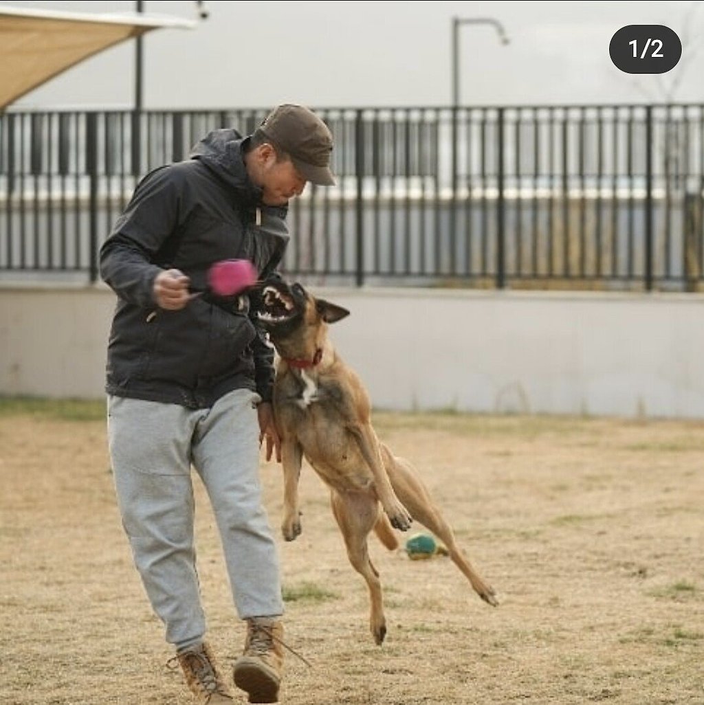 강형욱 손을 뼈가 보일정도로 문 견종