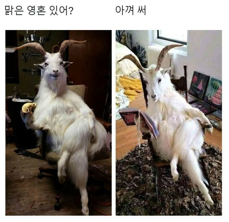 맑은 영혼을 가진자여...