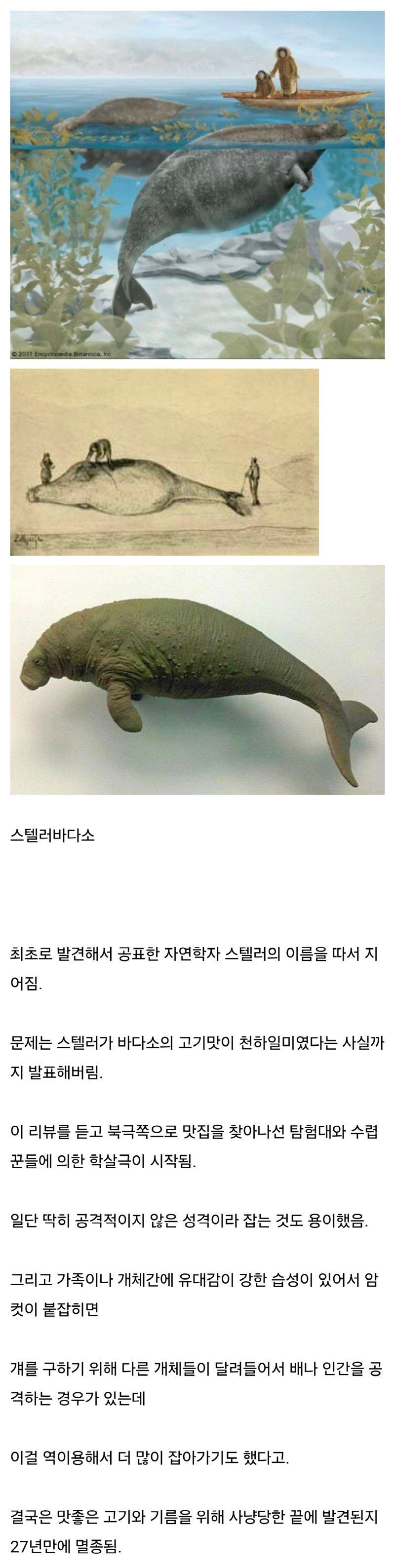 너무 맛있어서 멸종된 동물 - 스텔러바다소