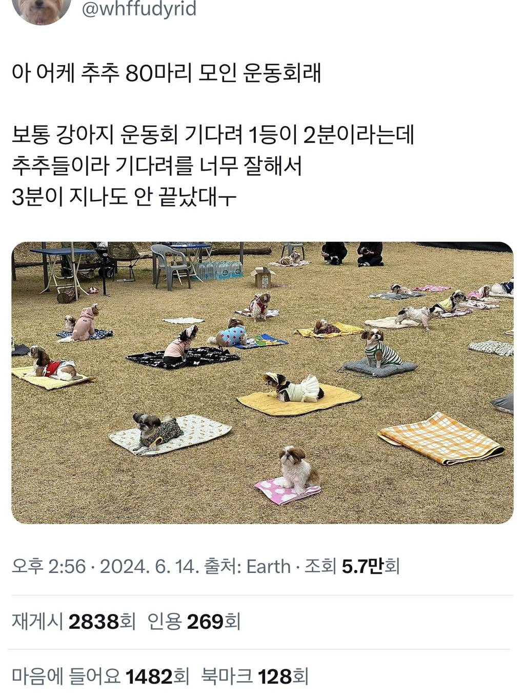 시츄 운동회