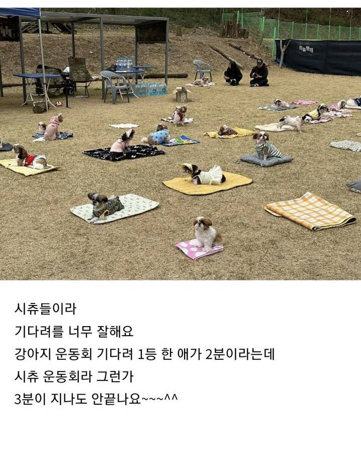 시츄 운동회