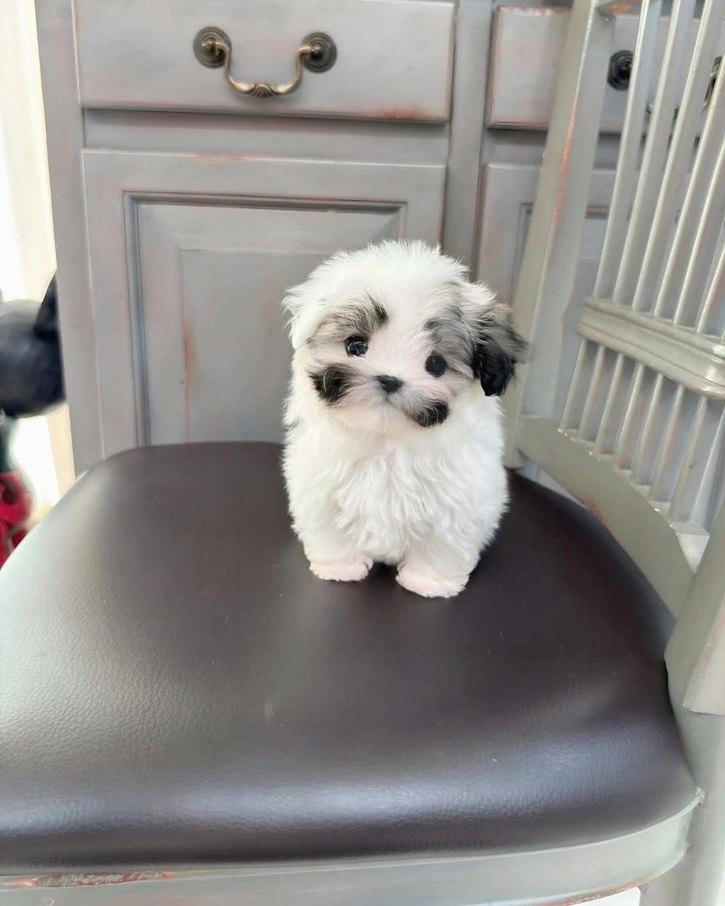 아기 댕댕이 이름이 프링글스인 이유.jpeg