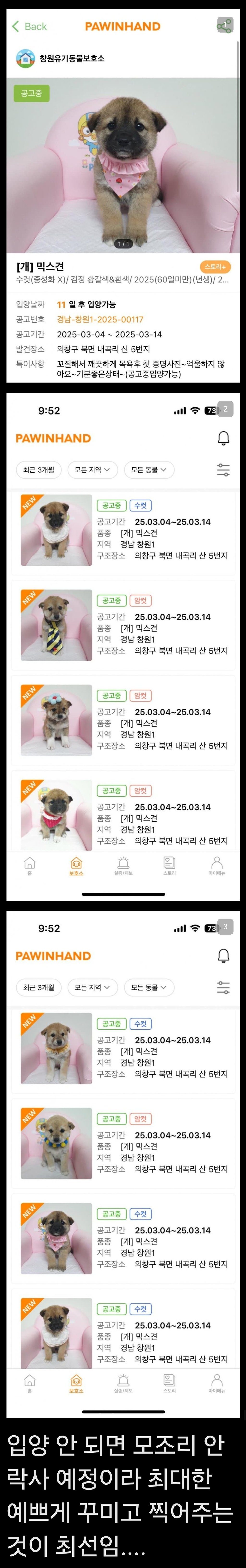 요즘 유기견 분양 공고.jpg