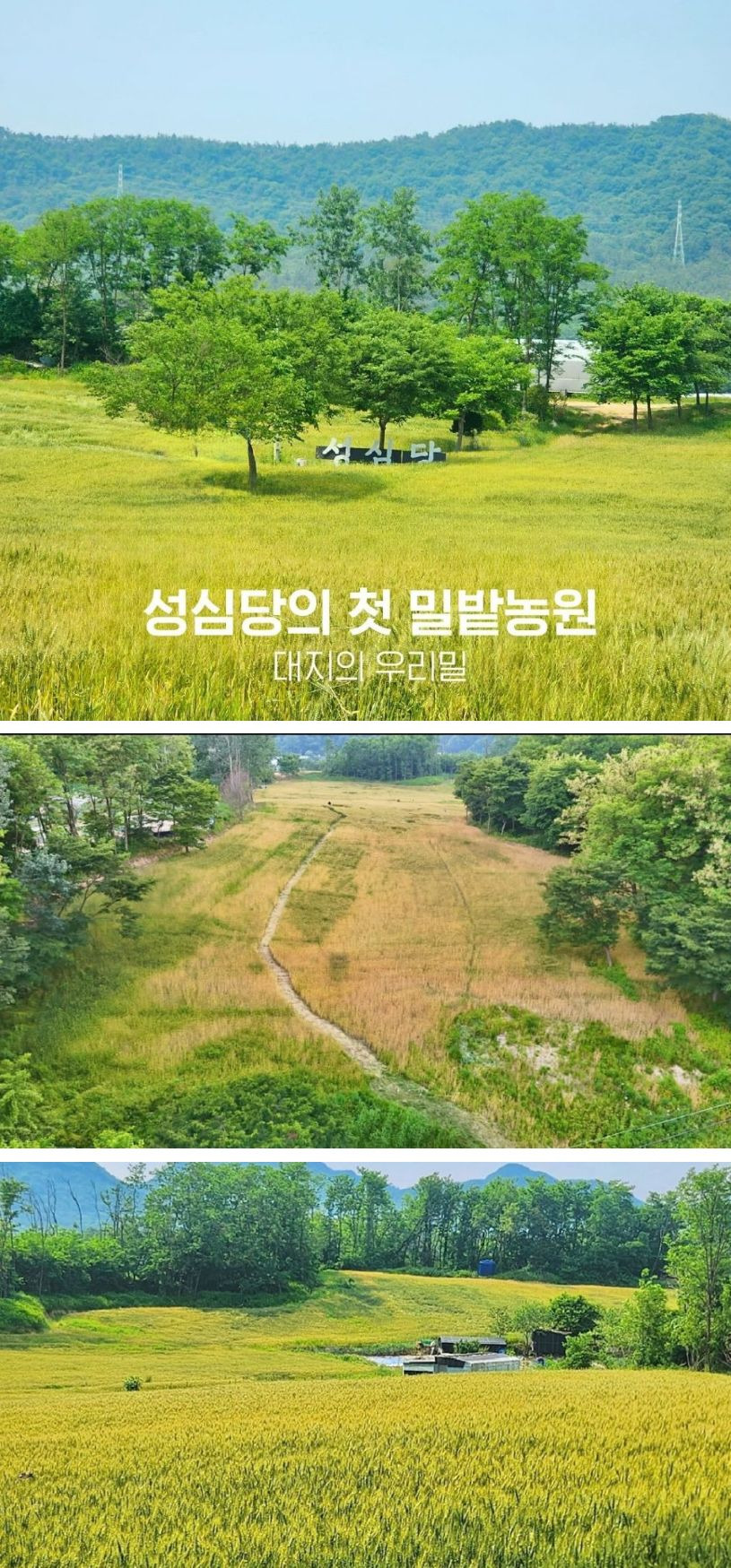 성심당 밀밭 근황